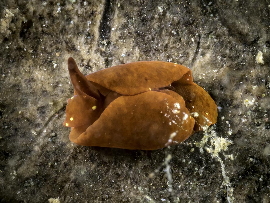 Gastropteron sp. B